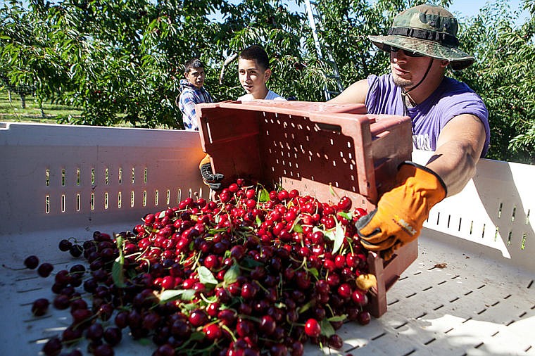 &lt;p&gt;David Lepez dumps a 30-pound box of cherries into a larger bin Tuesday morning at Mitchell Orchard along Flathead Lake near Yellow Bay. July 29, 2014 in Yellow Bay, Montana. (Patrick Cote/Daily Inter Lake)&lt;/p&gt;