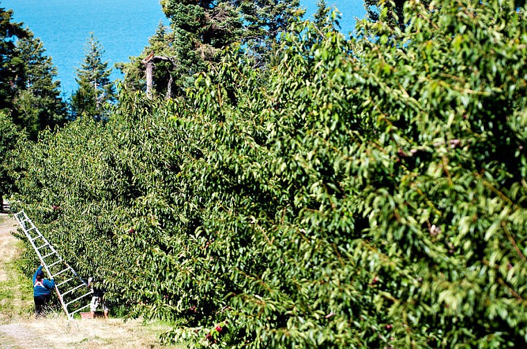 &lt;p&gt;Workers harvest cherries Tuesday morning at Mitchell Orchard along Flathead Lake near Yellow Bay. July 29, 2014 in Yellow Bay, Montana. (Patrick Cote/Daily Inter Lake)&lt;/p&gt;