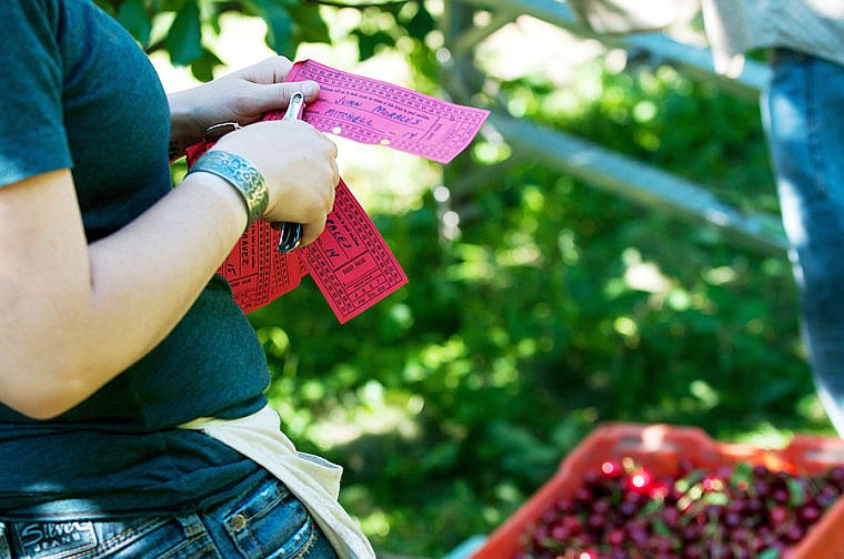 &lt;p&gt;Katrina St. Sauver counts boxes of cherries and marks a punch card Tuesday morning at Mitchell Orchard along Flathead Lake near Yellow Bay. July 29, 2014 in Yellow Bay, Montana. (Patrick Cote/Daily Inter Lake)&lt;/p&gt;