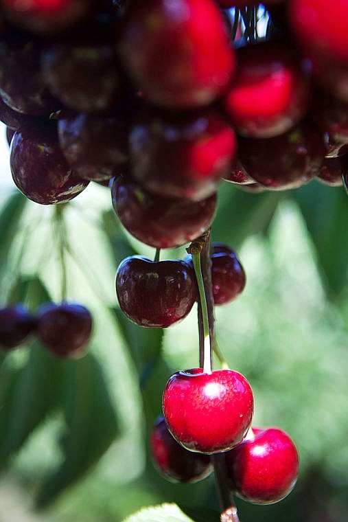 &lt;p&gt;Cherries hang from a tree Tuesday morning at Mitchell Orchard along Flathead Lake near Yellow Bay. July 29, 2014 in Yellow Bay, Montana. (Patrick Cote/Daily Inter Lake)&lt;/p&gt;