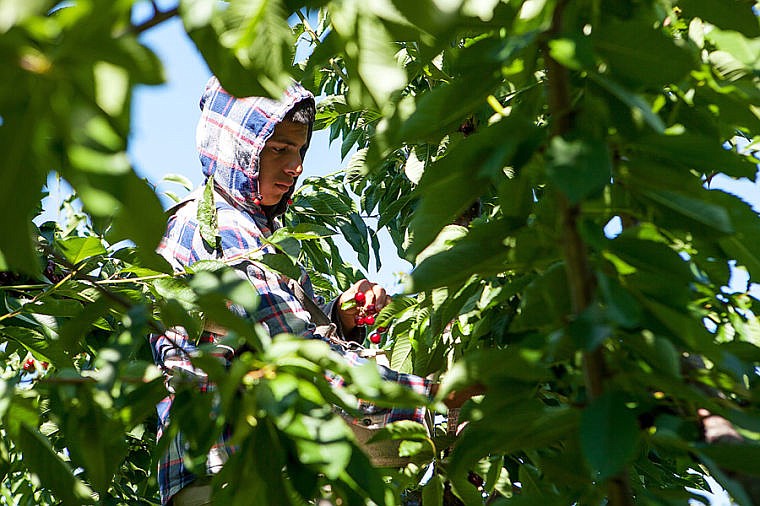 &lt;p&gt;Angel Alpizar sits on a ladder to harvest cherries from the top of the tree Tuesday morning at Mitchell Orchard along Flathead Lake near Yellow Bay. July 29, 2014 in Yellow Bay, Montana. (Patrick Cote/Daily Inter Lake)&lt;/p&gt;