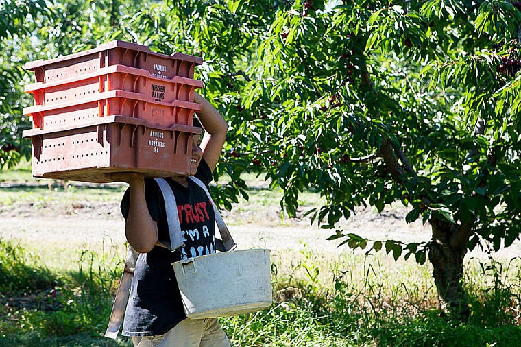 &lt;p&gt;Alan Achoa carries empty cherry boxes Tuesday morning at Mitchell Orchard along Flathead Lake near Yellow Bay. July 29, 2014 in Yellow Bay, Montana. (Patrick Cote/Daily Inter Lake)&lt;/p&gt;