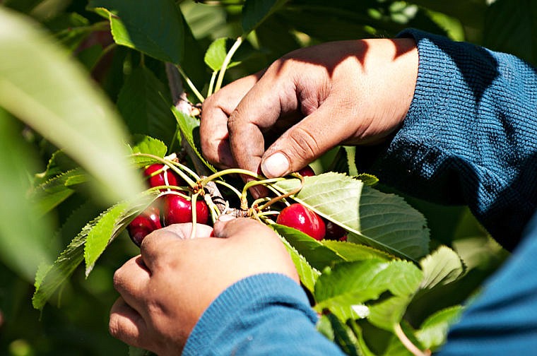 &lt;p&gt;A worker harvest cherries Tuesday morning at Mitchell Orchard along Flathead Lake near Yellow Bay. July 29, 2014 in Yellow Bay, Montana. (Patrick Cote/Daily Inter Lake)&lt;/p&gt;