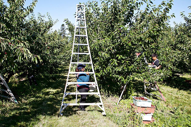 &lt;p&gt;Esmeralda Achoa moves a ladder into place Tuesday morning at Mitchell Orchard along Flathead Lake near Yellow Bay. July 29, 2014 in Yellow Bay, Montana. (Patrick Cote/Daily Inter Lake)&lt;/p&gt;