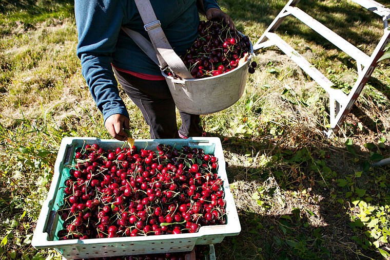 &lt;p&gt;Esmeralda Achoa picks a leaf out of a box of picked cherries Tuesday morning at Mitchell Orchard along Flathead Lake near Yellow Bay. July 29, 2014 in Yellow Bay, Montana. (Patrick Cote/Daily Inter Lake)&lt;/p&gt;