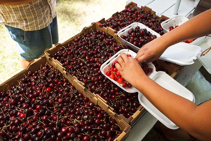 &lt;p&gt;Patrick Cote/Daily Inter Lake Lou Coverdell, right, fills a container with Rainier cherries for Ting Liu at a cherry stand for Foss Farms on Montana 35 south of Bigfork. Liu is on a road trip with his from Cedar Rapids, Iowa. Wednesday, July 25, 2012 in Bigfork, Montana.&lt;/p&gt;