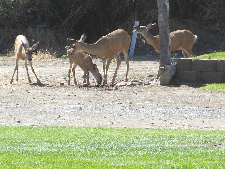 Brian Young's game was interrupted briefly at hole No. 5 when a
family of Crescent Bar deer came out to dine on apples someone set
out for them. One seemed to be commenting about our game.