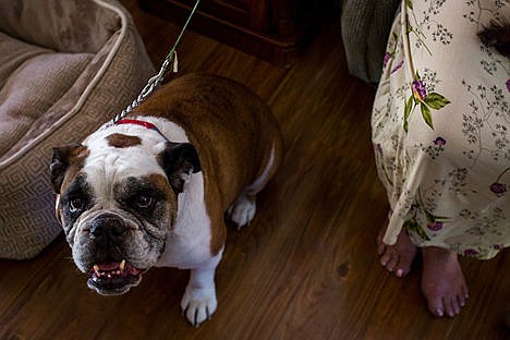 &lt;p&gt;Gus, an English Bulldog, saved Penny Inglis' six pound Yorkie/Corgi mix from an attacking raccoon by chasing it away on Monday.&lt;/p&gt;