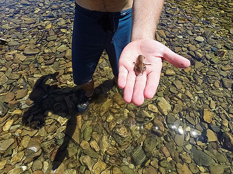 &lt;p&gt;Crawdads are among the many types of aquatic life that can be encountered on the river.&lt;/p&gt;