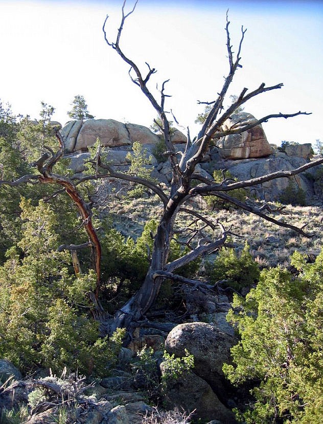 &lt;p&gt;GOOGLE IMAGES&lt;/p&gt;&lt;p&gt;Now dead, this tree where Ella and Jim were hanged is reportedly still there, the boulder is probably where they were standing with nooses around their necks before being pushed off.&lt;/p&gt;