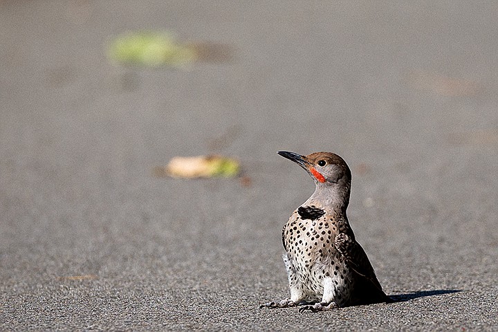 &lt;p&gt;SHAWN GUST/Press&lt;/p&gt;&lt;p&gt;A young Northern Flicker makes its way across a bike path after crashing into the pavement while learning to fly Thursday near Bull Run Lake.&lt;/p&gt;