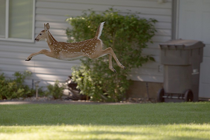 &lt;p&gt;MIKE CURRY/Press&lt;/p&gt;&lt;p&gt;A fawn leaps through the air at Armstrong Hill Monday.&lt;/p&gt;