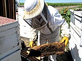 State ag department forms beekeeping advisory panel
