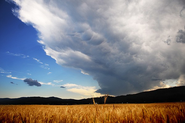 &lt;p&gt;Sprawling storm clouds rise above the western edge of Kalispell
on Monday evening. A series of storms blasted through the valley on
Monday.&lt;/p&gt;