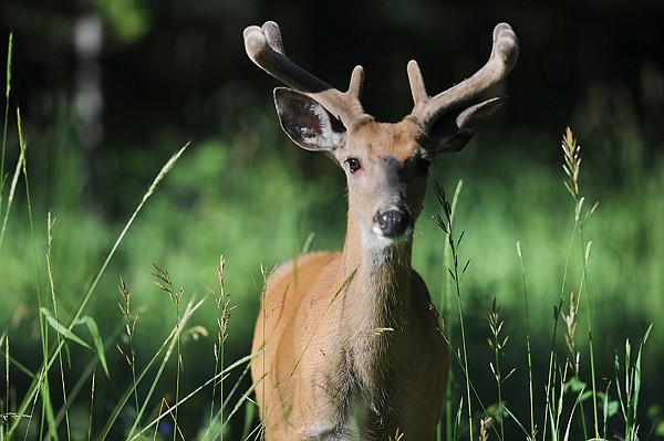 &lt;p&gt;A buck forages for food north of Polebridge on Thursday
morning.&lt;/p&gt;