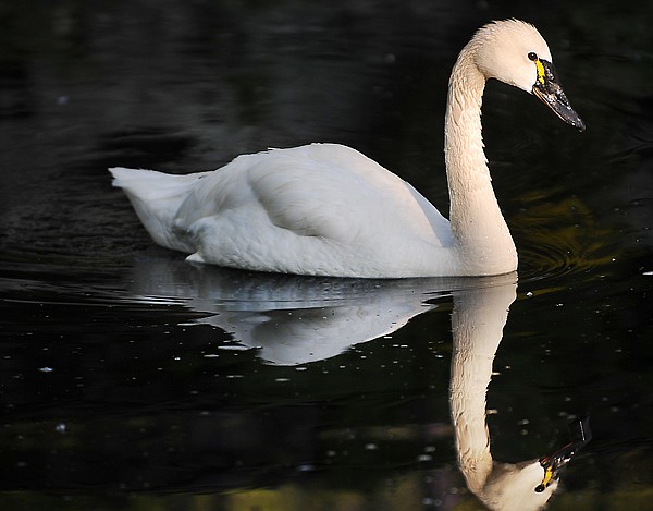 &lt;p&gt;A tundra swan floats gracefully in one of the ponds at Bibler
Gardens on Wednesday morning.&lt;/p&gt;