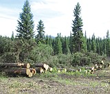 Montana wood products industry sees gains