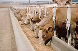 Grain lower, livestock mixed