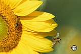 Three Simple Ways To Aid Pollinators