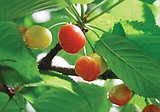 Late cherry harvest could be good news