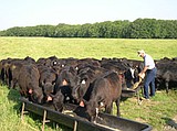 Cattle producer to meet