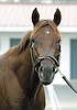 Kentucky Derby, Preakness champ Smarty Jones retired