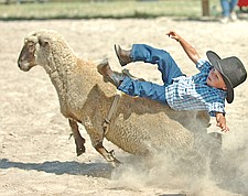 Cooper Clary, of Ronan, dismounts from his sheep during Pioneer Days last weekend in Ronan.