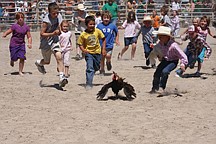 A chicken tries to escape from the grasp of 6- to 9-year-olds during the chicken scramble.