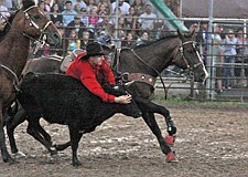 Levi Walchuk, of Ronan, jumped onto a steer during  the Pioneer Days rodeo last weekend in Ronan.