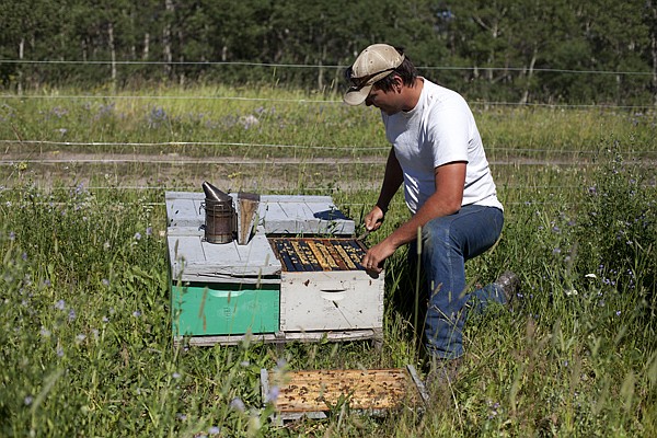 &lt;p&gt;Greg Fullerton looks into a box full of bees in Babb. Fullerton's father Bob Fullerton began keeping bees in the 1970s.&lt;/p&gt;