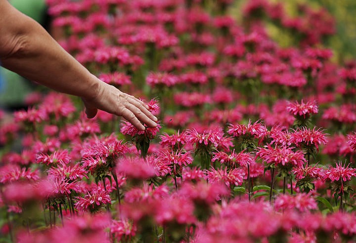 &lt;p&gt;LOREN BENOIT/Press A 3Cs Garden Party guest touches a flower during the Garden Tour, Tuesday, July 26, 2016 at Duane and Lola Hagadone&#146;s Casco Bay home.&lt;/p&gt;