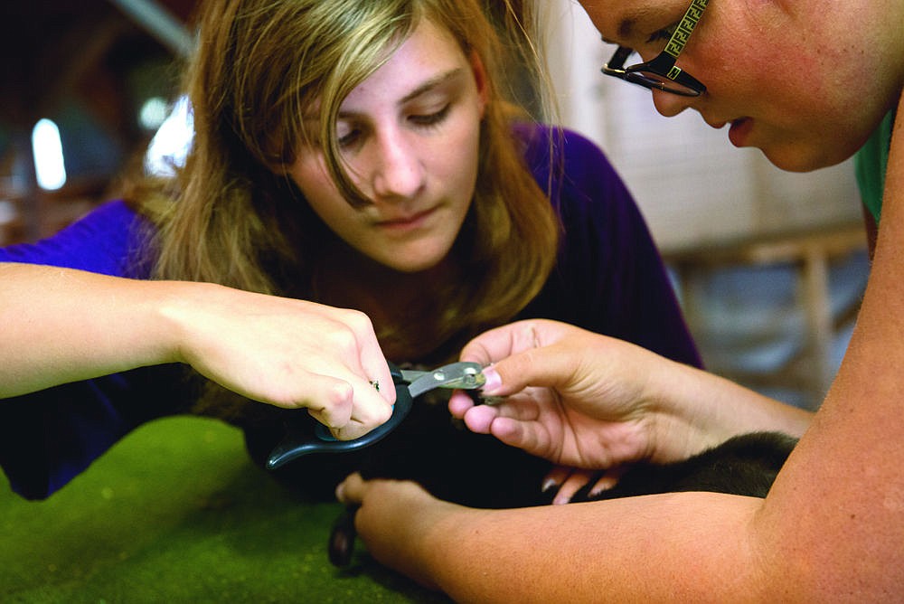 &lt;p&gt;Madeline Snell, left, and Shayna Burgess, right, work together to clip a rabbit's nails during a 4-H meeting in Plains.&lt;/p&gt;