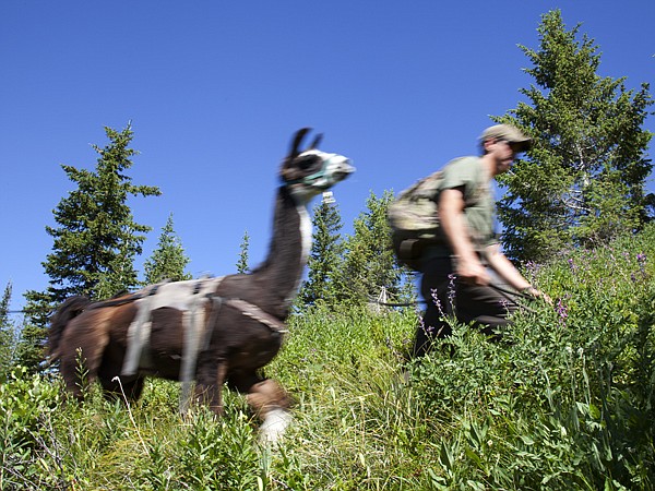 &lt;p&gt;Llama trekking guide Chris Schuler says llamas need a short break for every eight minutes of hiking. A llama will stop and lay down if it is overworked and over heats.&lt;/p&gt;
