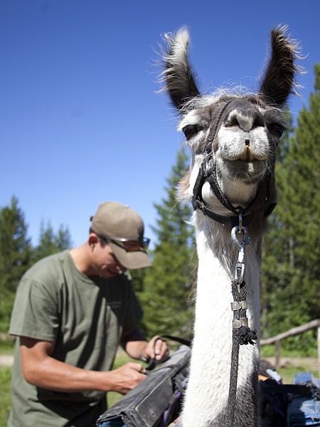 <p>Llamas can be packed with a load up to 80 pounds while on hikes. Swan Mountain Outfitters try to keep the load to an average of 40 pounds per llama.</p>