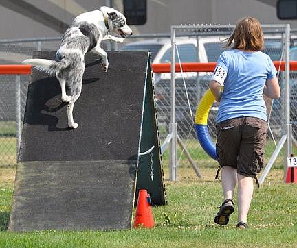 &lt;p&gt;Lego a short hair blue merl border collie keeps his eye on trainer and best friend, Mesa McKee as he clears one of the obstacles on the agility course.&lt;/p&gt;