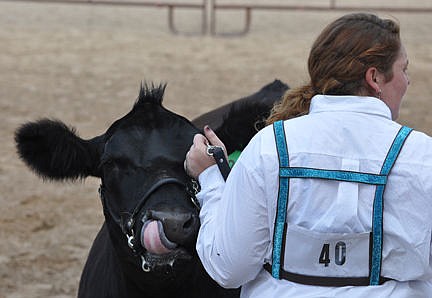 &lt;p&gt;Cheyenne Smith's fuzzy eared angus seems very relaxed during the showmanship round.&lt;/p&gt;