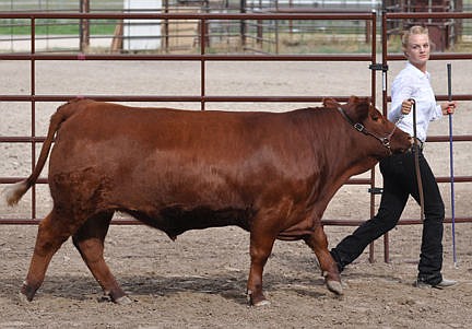 &lt;p&gt;Devi Knutson keeps her eye on the judge as she strides out with her red angus.&lt;/p&gt;