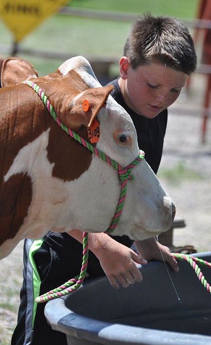 &lt;p&gt;Riley Hutchin urges his hereford heifer mini to drink.&lt;/p&gt;