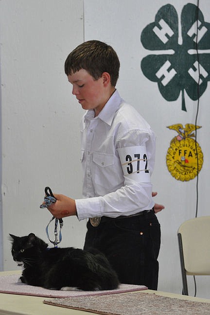 &lt;p&gt;Philip Vaughan shows the cat during the small animal round robin Jr. Showmanship event&lt;/p&gt;