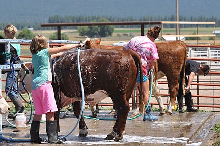 &lt;p&gt;Gabby Smith gives her hereford mini a bath prior to showing in the showmanship class.&lt;/p&gt;