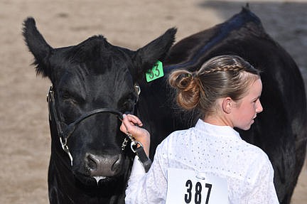 &lt;p&gt;Haley Weibel's steer leans in as Haley keeps her eye on the judge. Haley went on to win the Beef Jr. Grand Champion Showman.&lt;/p&gt;