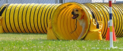 &lt;p&gt;Lady looks toward her person, Shannon Saint in the agility class.&lt;/p&gt;