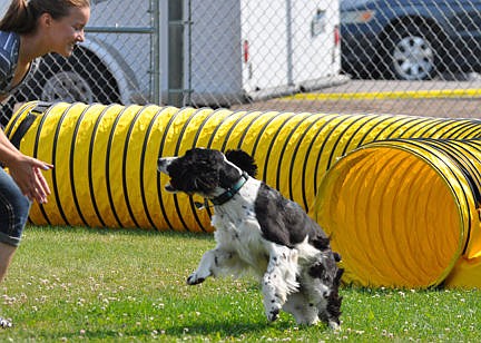 &lt;p&gt;Jenna McGuiness congratulates her happy to please Springer Spaniel at the completion of the agility course.&lt;/p&gt;