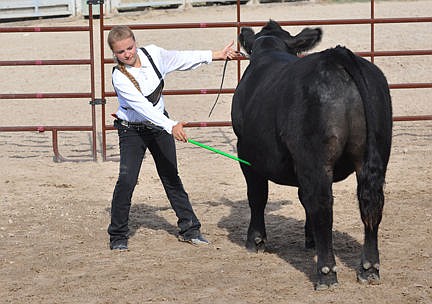 &lt;p&gt;Josey Motichka sets her steer during the showmanship competition.&lt;/p&gt;