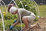 Community garden thrives in Ferndale