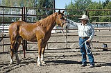 Mustangs auctioned at Fairgrounds