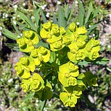 Weed of the week: Leafy Spurge