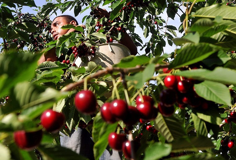 Miguel Barrera picks cherries off a tree at Bear Dance Orchard near Yellow Bay on Friday. The harvest is in full swing at orchards along Flathead Lake.