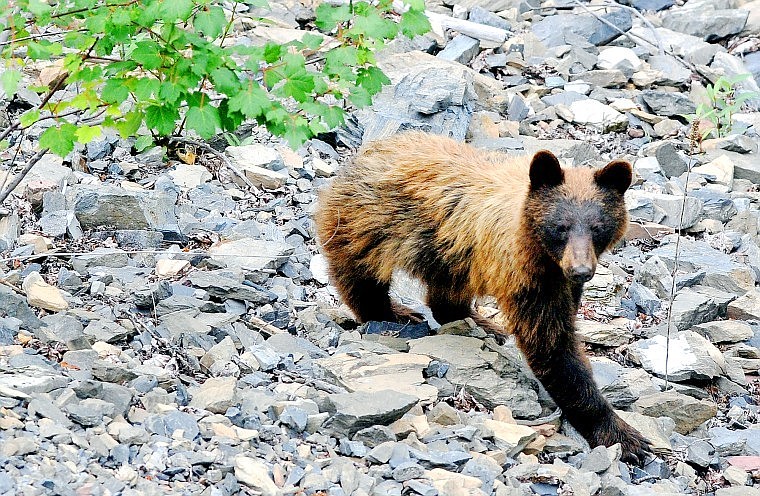 A young grizzly bear walks along the rocky surface below the West Side Tunnel in Glacier National Park on Tuesday.