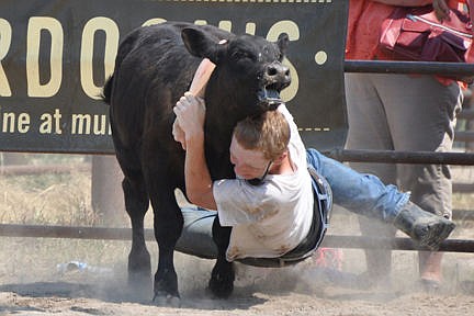 &lt;p&gt;A contestant in the calf dressing contest tries to take down a calf to dress while the calf protests--loudly!&lt;/p&gt;